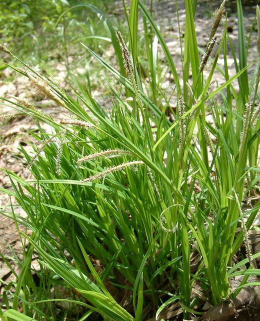 Carex lenticularis