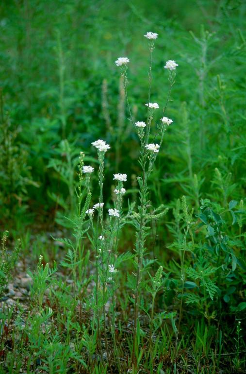Lepidium draba