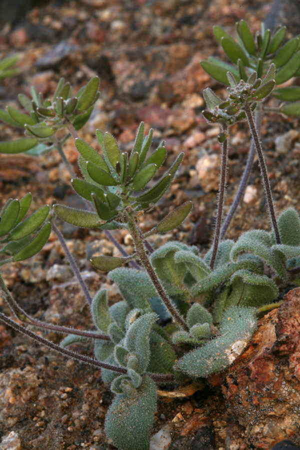 Draba cuneifolia