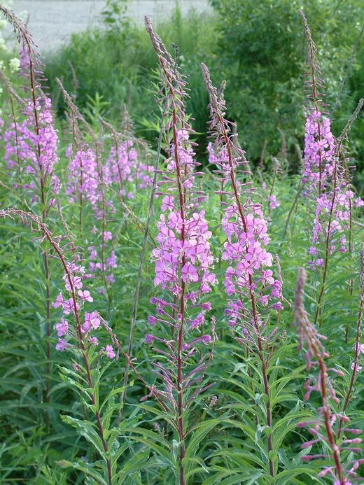 Chamerion angustifolium ssp. angustifolium