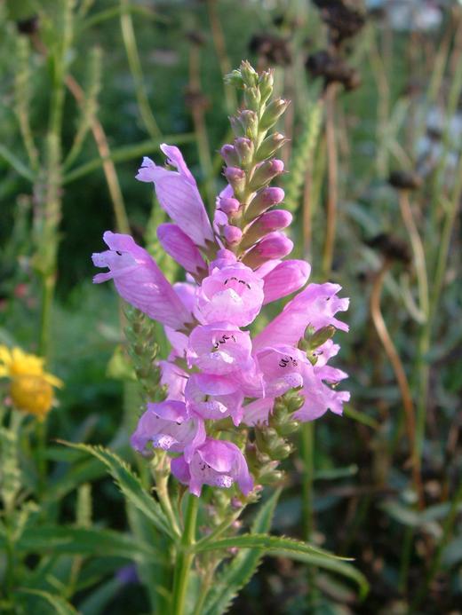 Chelone obliqua Chelone obliqua
