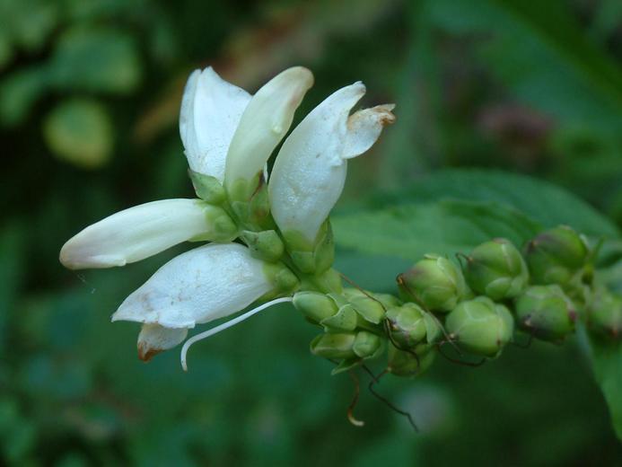 Chelone glabra