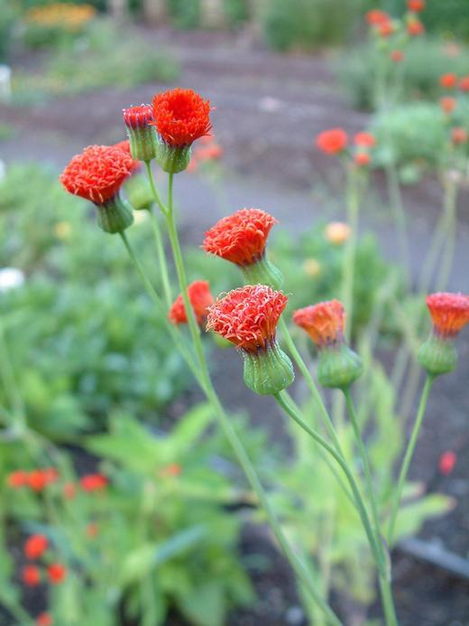 Emilia coccinea