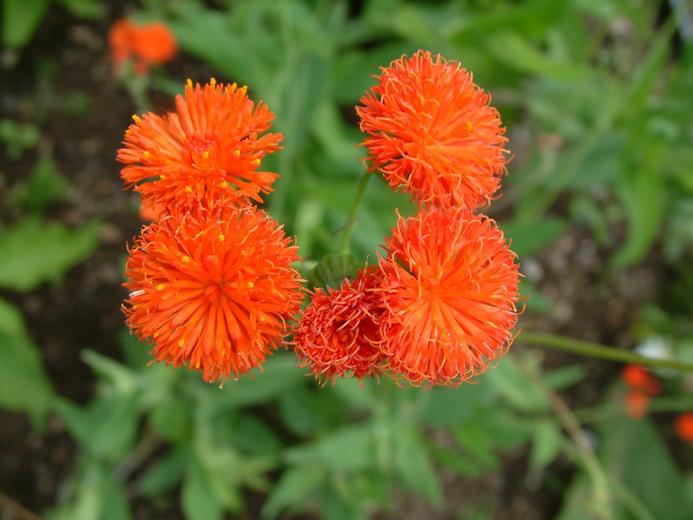 Emilia coccinea Emilia coccinea