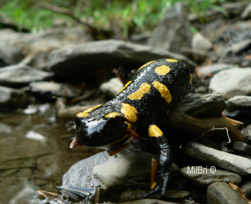 Salamandra salamandra