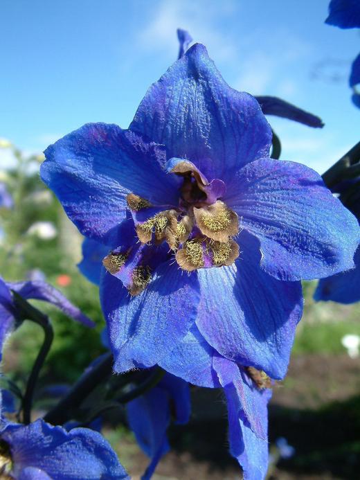 Delphinium sp. Delphinium sp.
