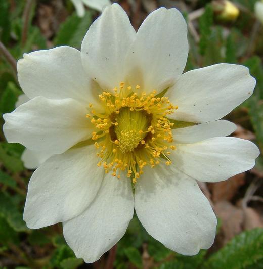 Dryas octopetala Dryas octopetala