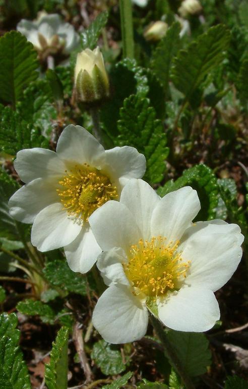 Dryas octopetala Dryas octopetala