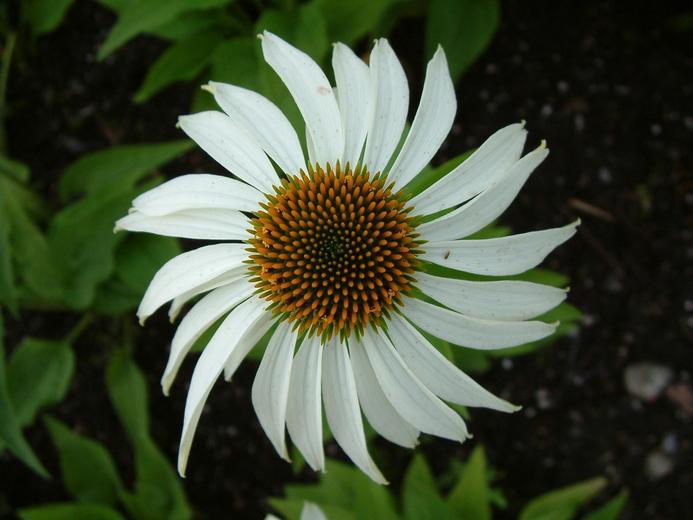 Echinacea angustifolia Echinacea angustifolia