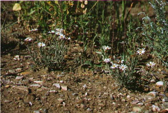 Erigeron caespitosus Erigeron caespitosus