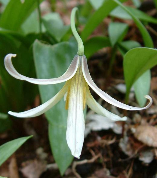 Erythronium americanum Erythronium americanum