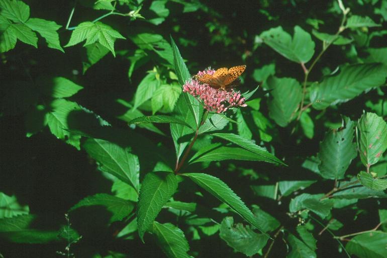 Eupatorium maculatum