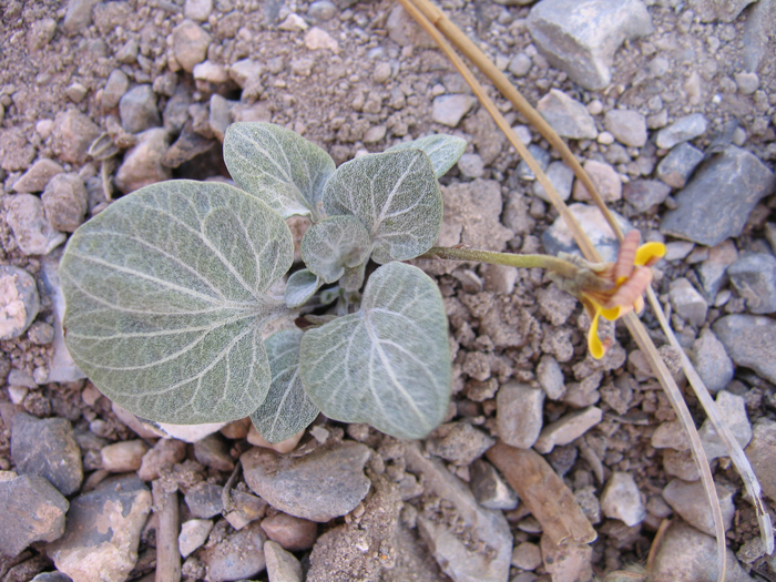 Viola charlestonensis