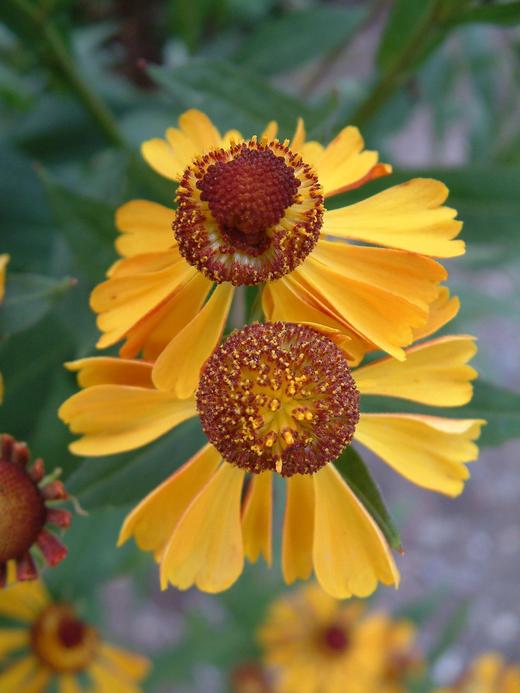 Helenium autumnale