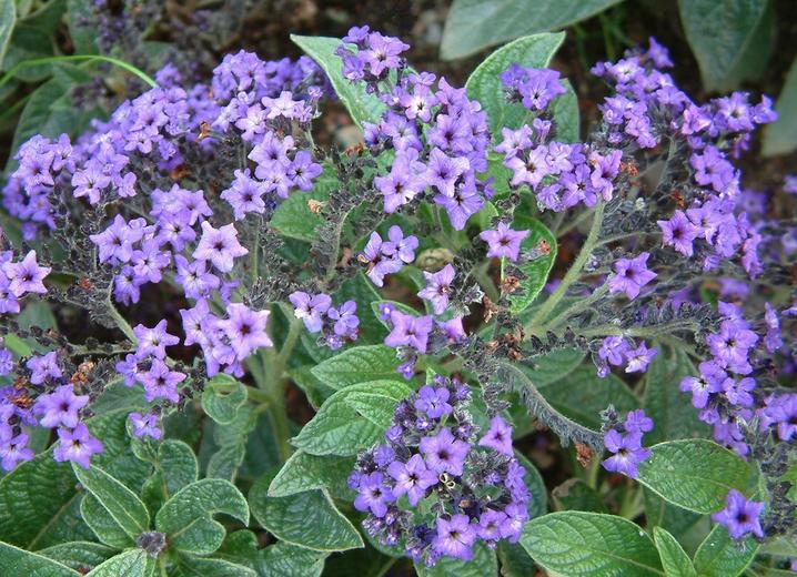 Heliotropium arborescens