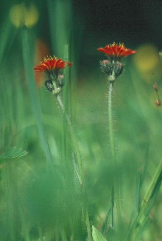 Hieracium aurantiacum