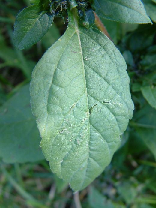 Iva xanthifolia