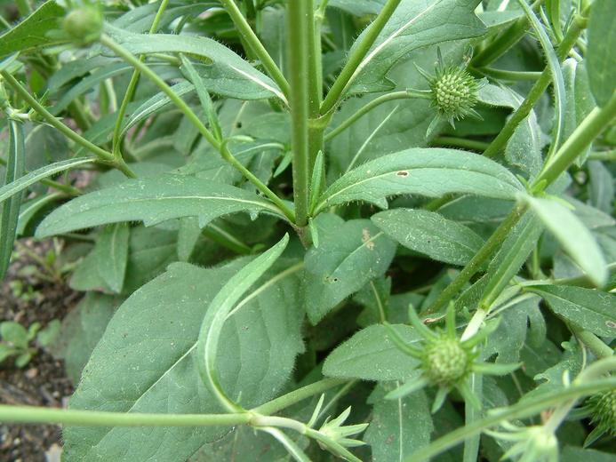Knautia arvensis