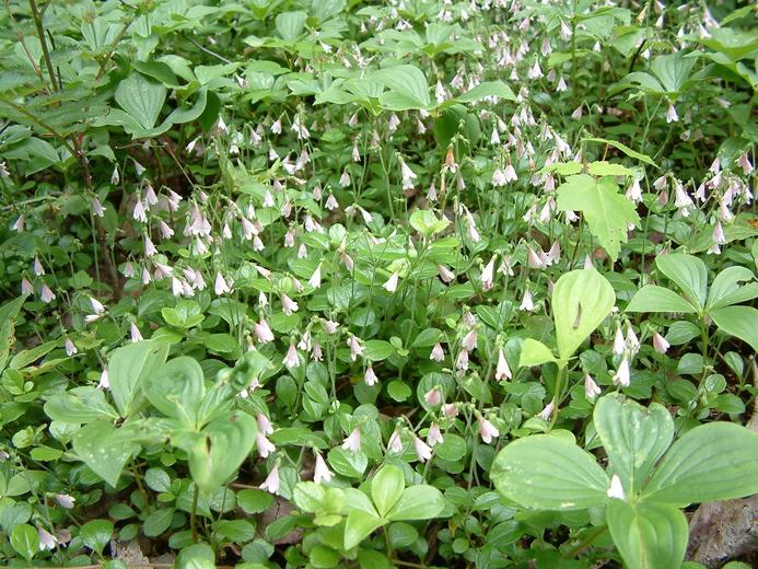 Linnaea borealis Linnaea borealis