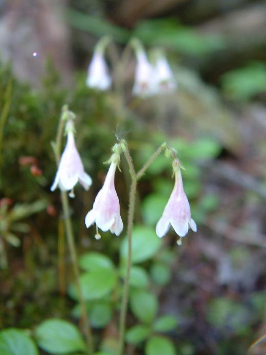 Linnaea borealis Linnaea borealis
