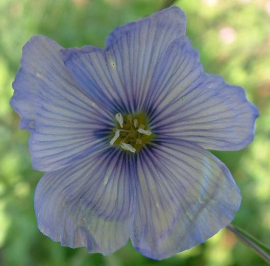 Linum usitatissimum Linum usitatissimum