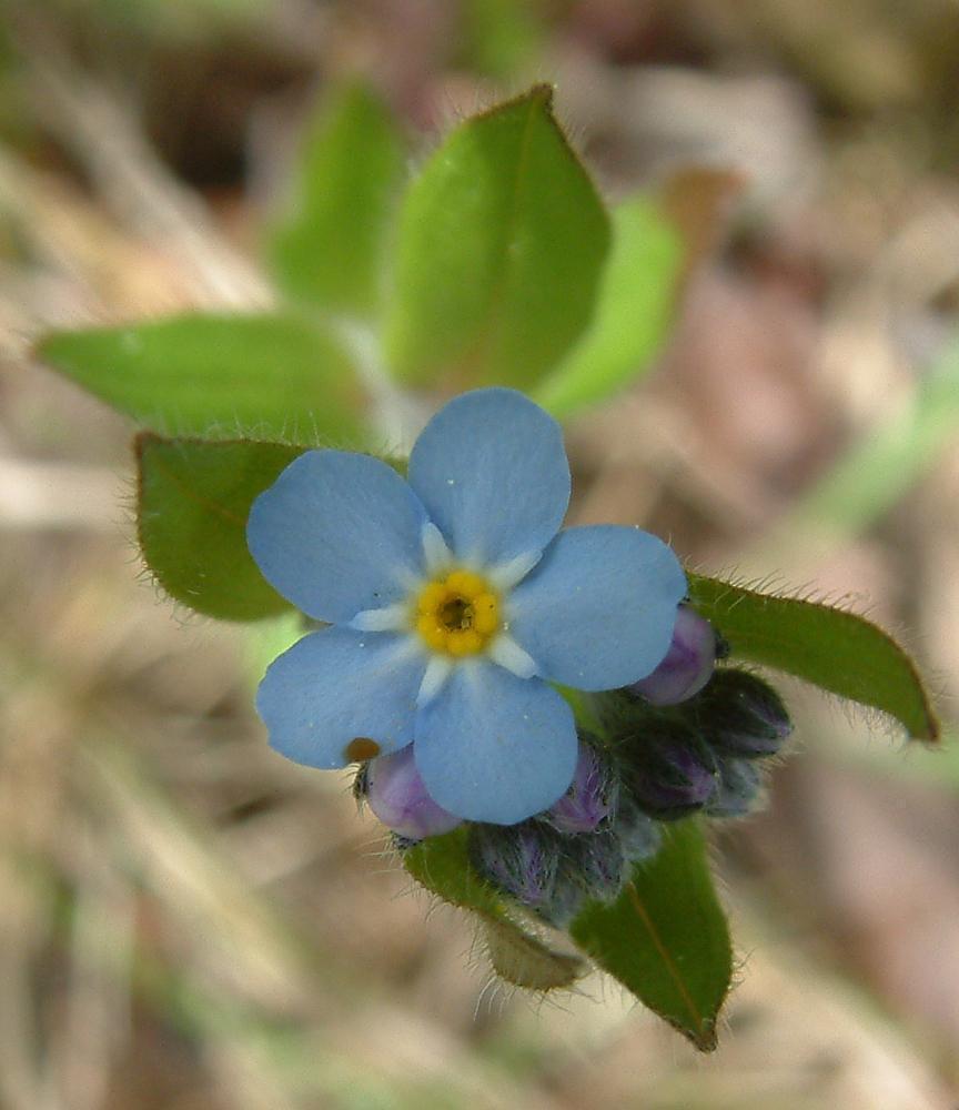 Myosotis sp. Myosotis sp.