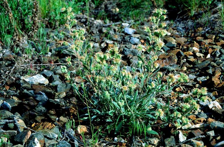 Lithospermum molle Lithospermum molle