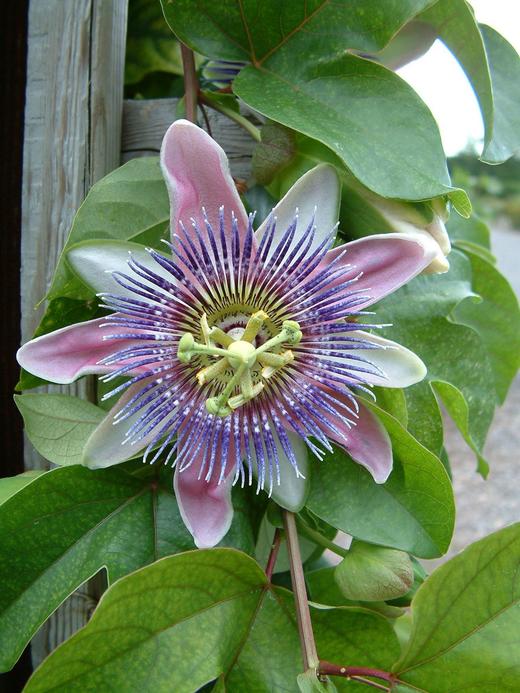 Passiflora caerulea Passiflora caerulea