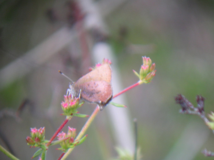 Callophrys augustinus Callophrys augustinus