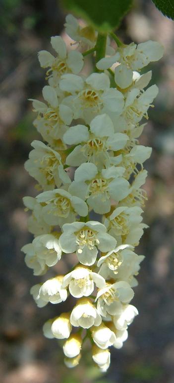 Prunus virginiana