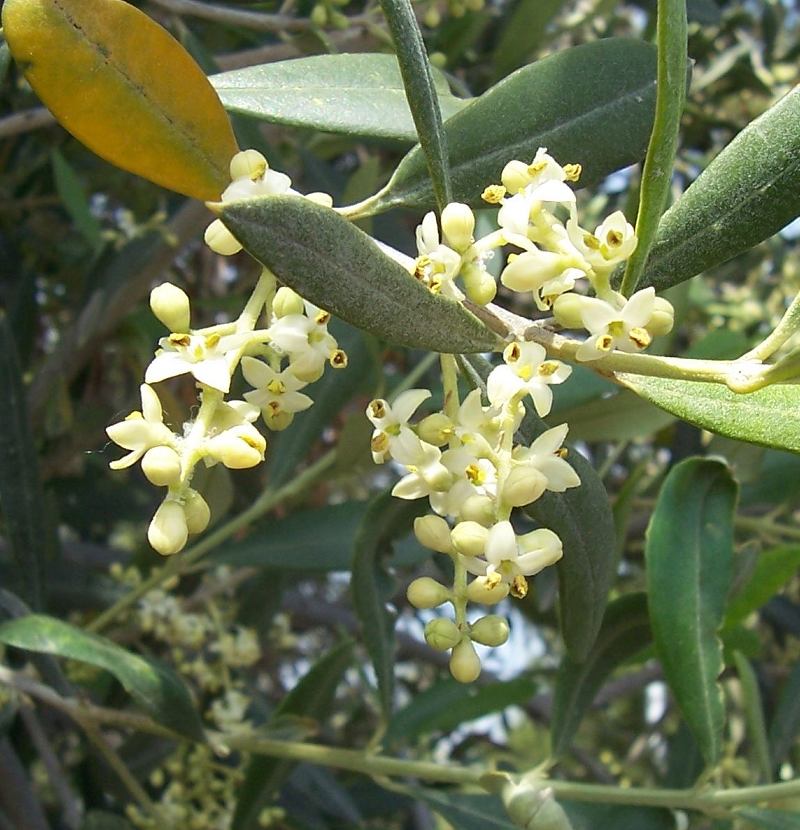 Как цветет оливковое дерево фото