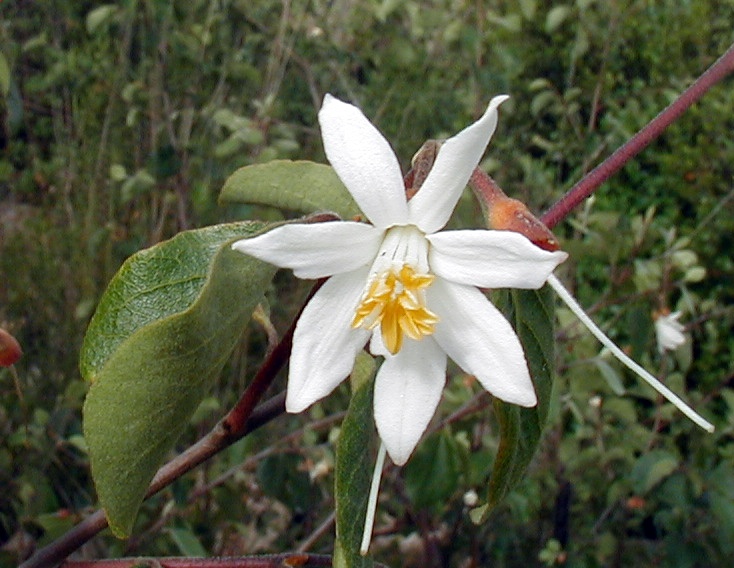 Styrax redivivus