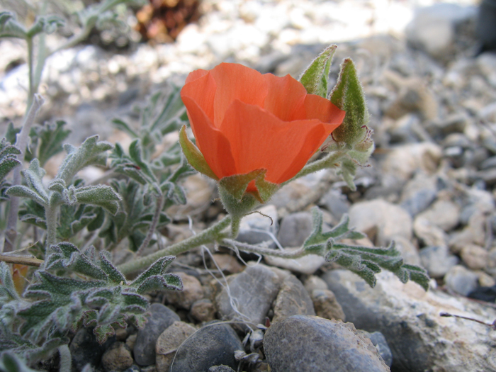 Sphaeralcea grossulariifolia Sphaeralcea grossulariifolia