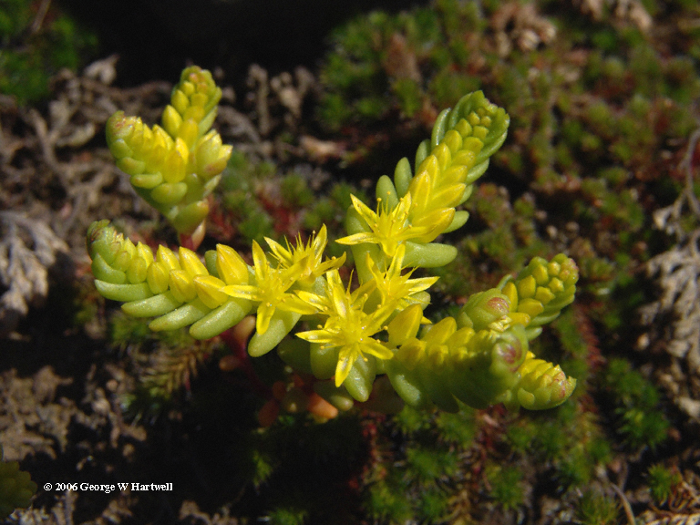 Sedella pumila Sedella pumila