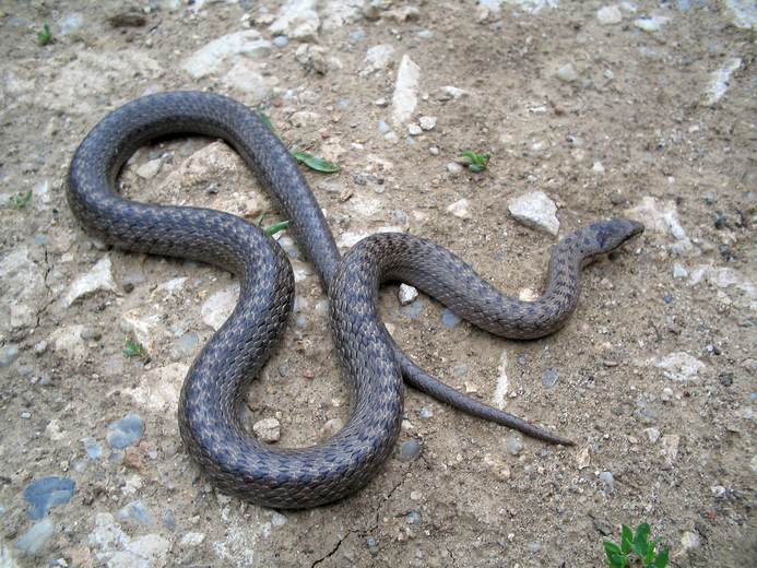 Coronella austriaca (Smooth snake) (Coluber austriacus)