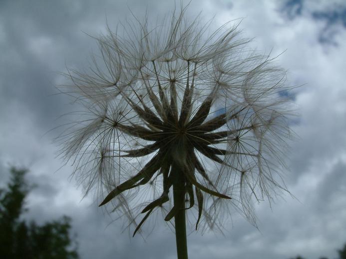 Tragopogon dubius Tragopogon dubius