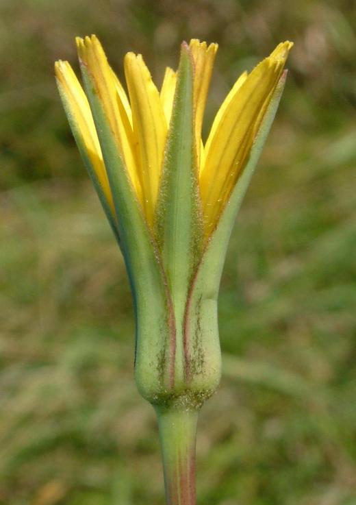 Tragopogon pratensis