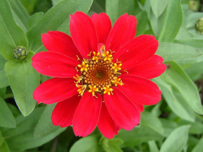 Zinnia angustifolia