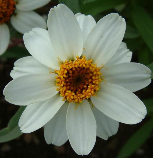 Zinnia elegans Zinnia elegans
