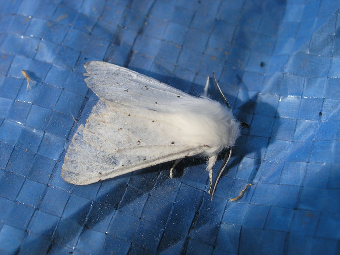 Spilosoma vestalis Spilosoma vestalis