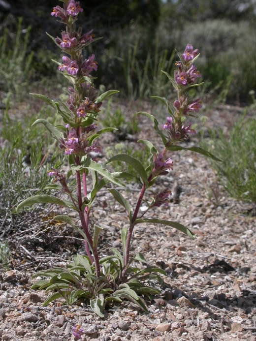 Penstemon barnebyi