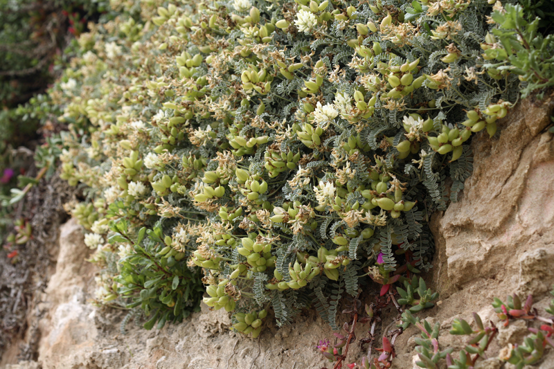 Astragalus miguelensis Astragalus miguelensis