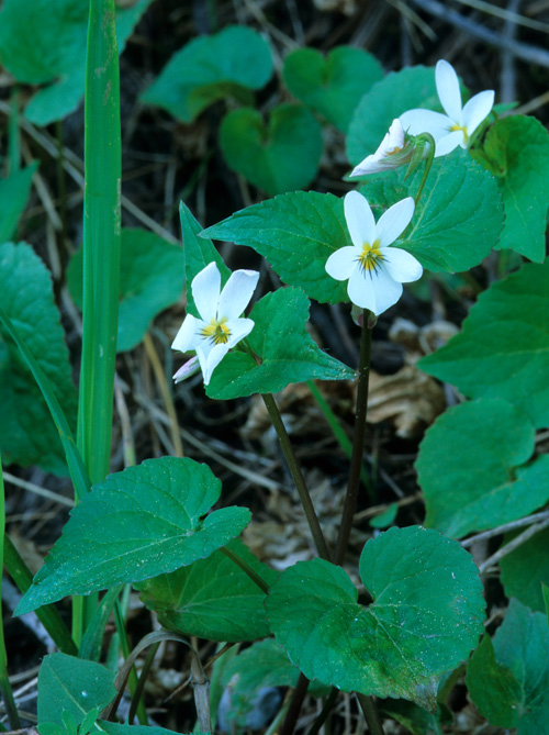 Viola canadensis var. scopulorum