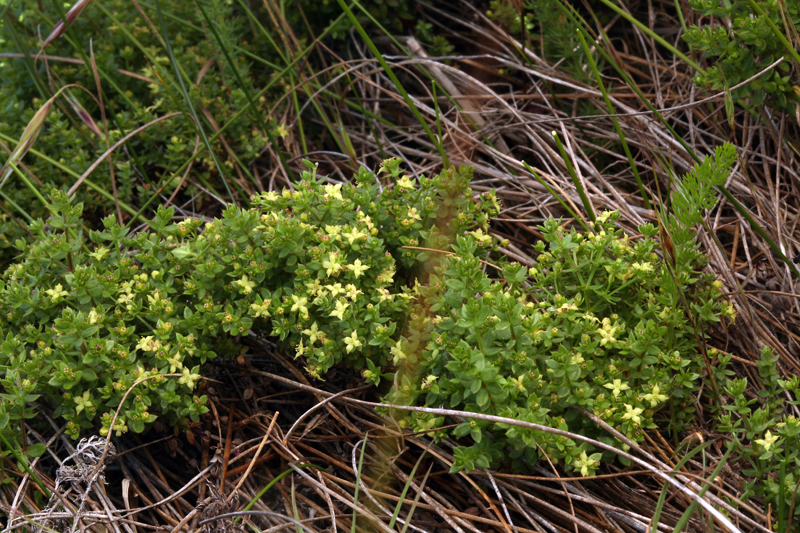 Galium californicum ssp. miguelense