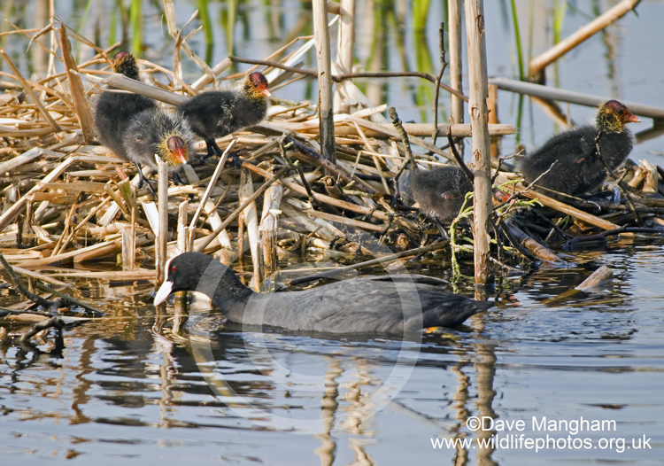 Fulica atra