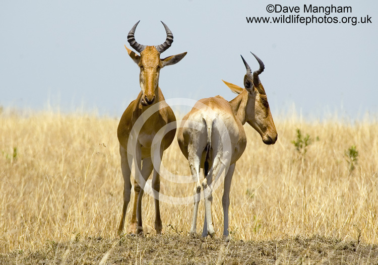 Alcelaphus buselaphus cokii