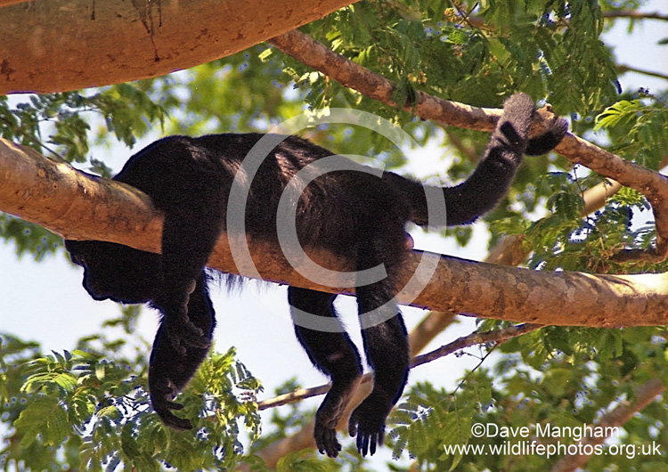 Alouatta palliata