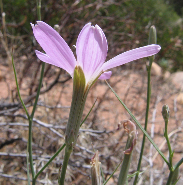 Lygodesmia grandiflora var. dianthopsis
