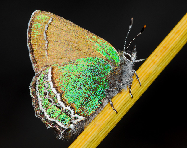 Callophrys mcfarlandi