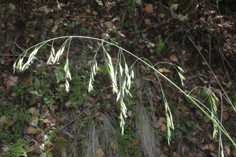 Festuca californica ssp. californica